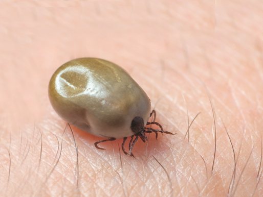 Close-up of a tick on skin