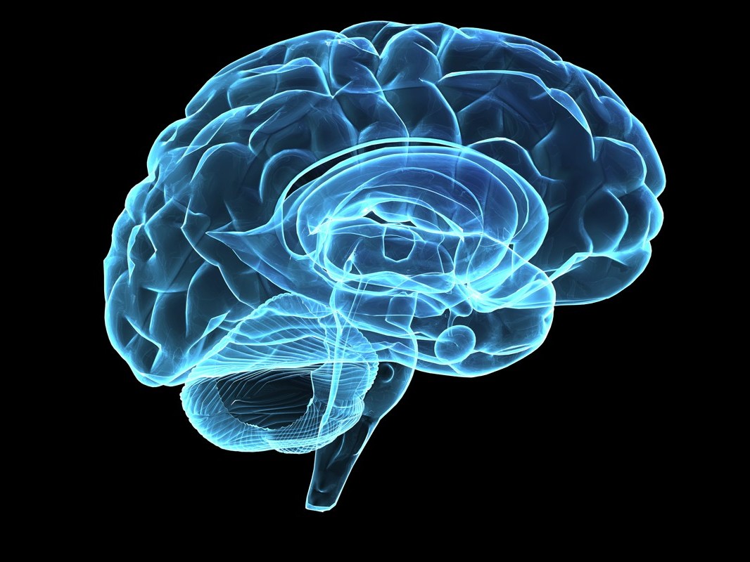 Imagen de rayos X del cerebro