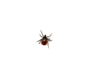 A tick on a white background 