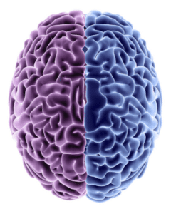 A computer-generated illustration of a brain with one hemisphere purple and the other blue