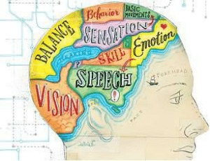 An illustration of the human brain showing what functions are controlled by specific parts of the brain